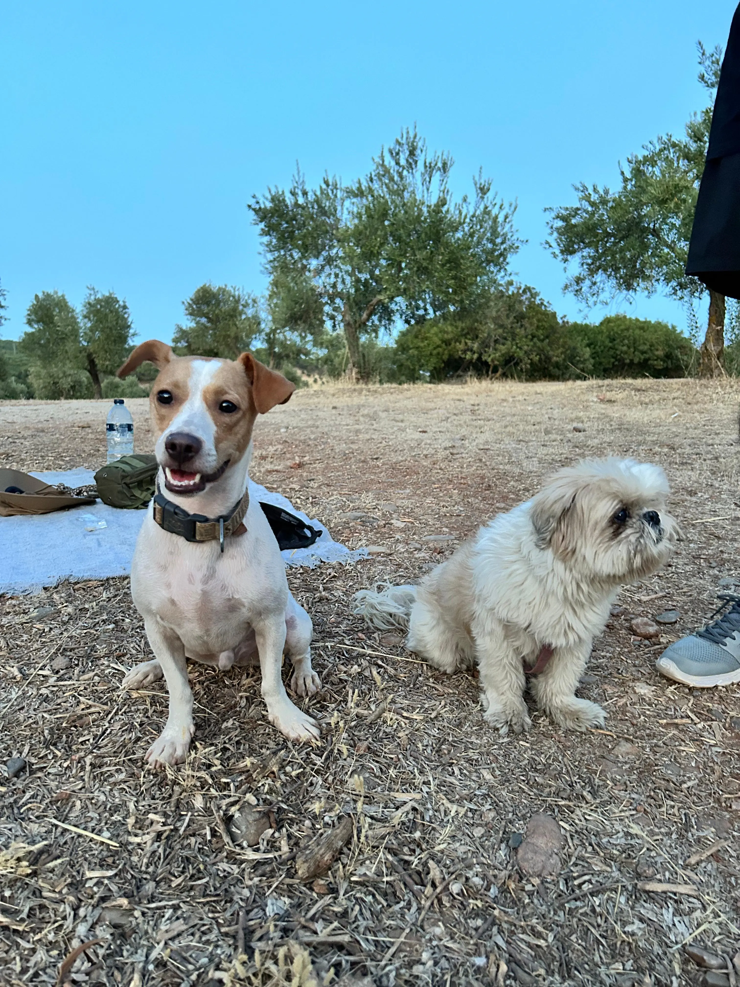 Perro cuidado por Bruno & Co