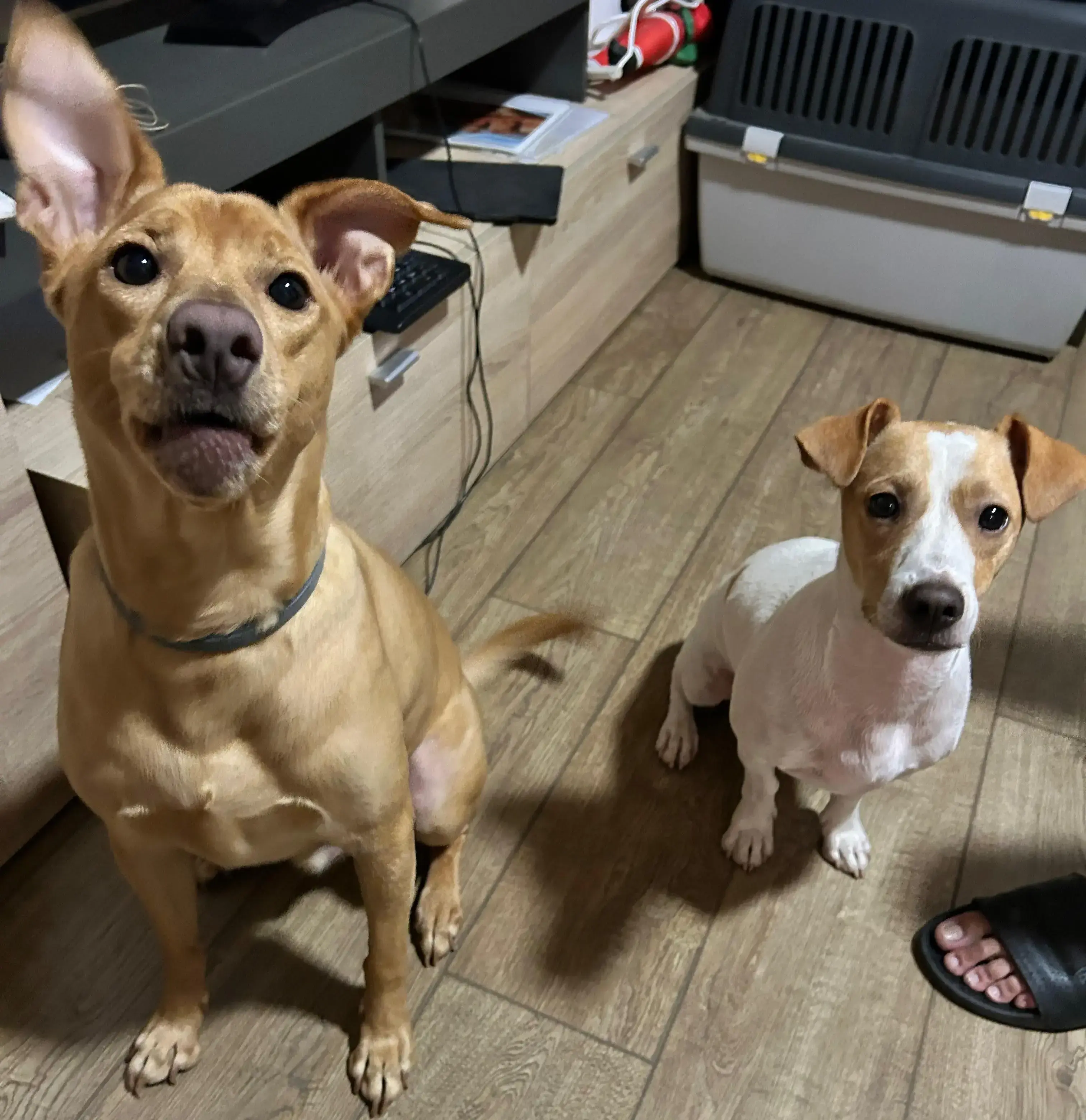 Perro cuidado por Bruno & Co