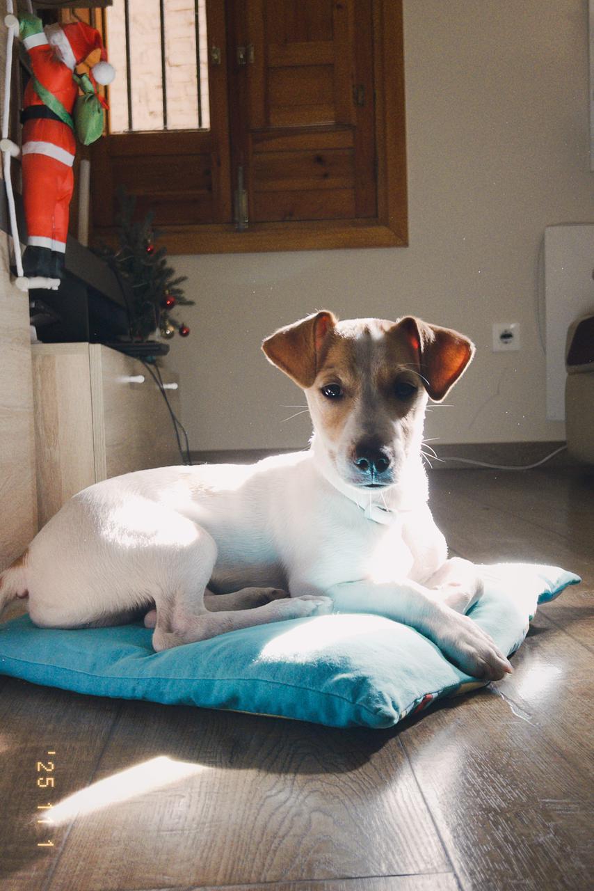 Cute Jack Russell dog