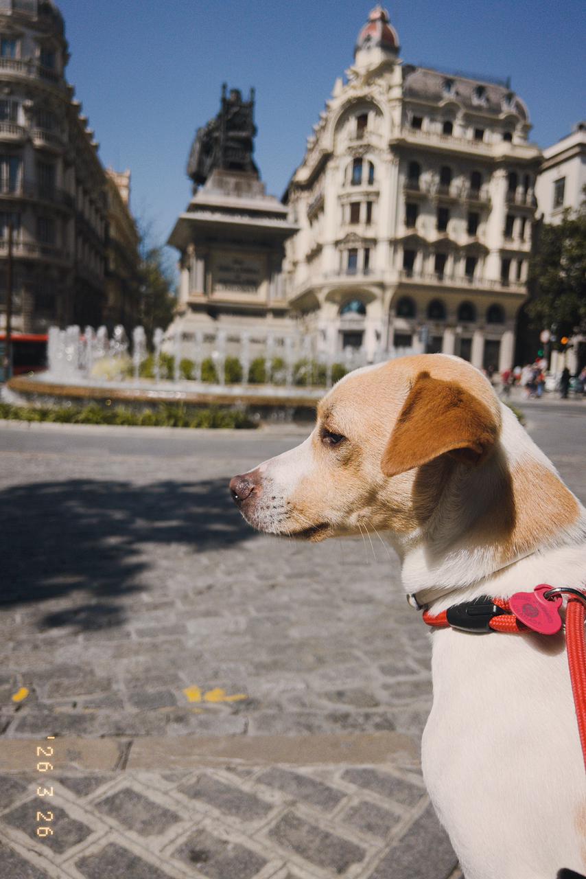 Cute dog