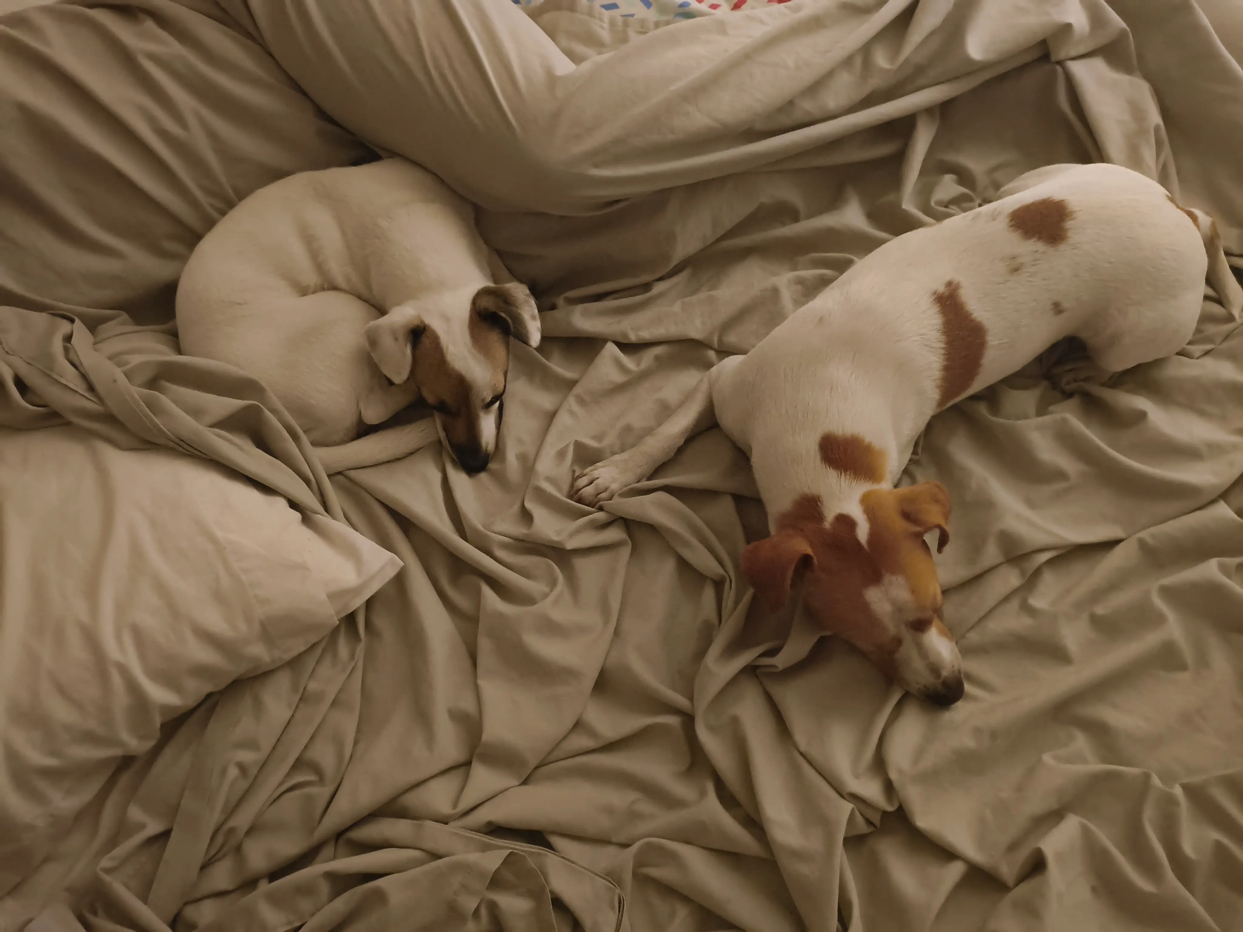 Perro cuidado por Bruno & Co
