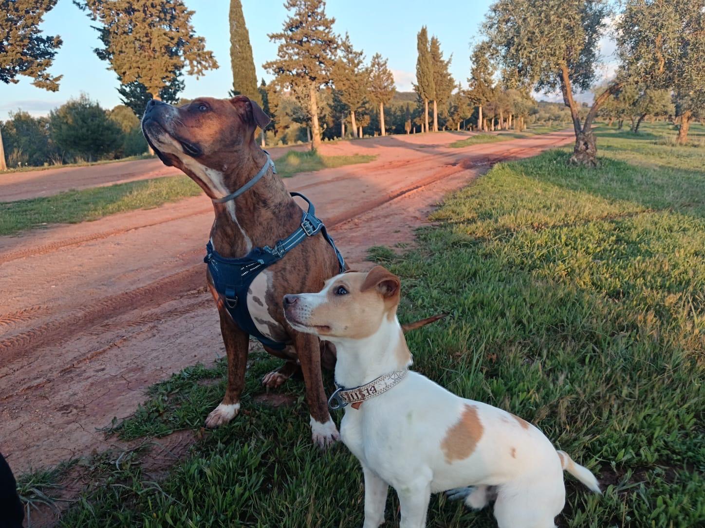 Perro cuidado por Bruno & Co
